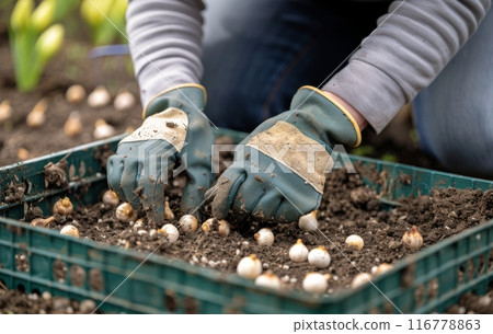 Planting Bulbs in a Garden Bed 116778863