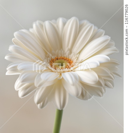 White Gerbera Daisy Close-Up 116779026