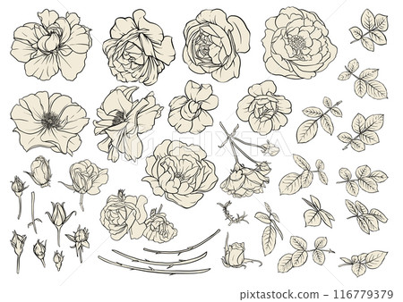 Rose flowers. Outline vector.  116779379