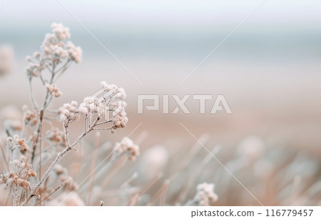 Frosty Field in Winter 116779457