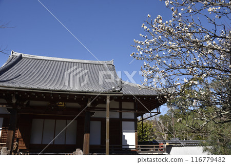 White plum blossoms and Saiun-in Temple (a subtemple of Konkai-Komyoji Temple) 116779482