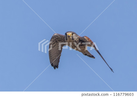 飛茶隼 飛茶隼 116779603