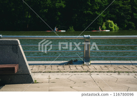 Two canoeists are sailing along the river. Embankment, steel fence 116780096