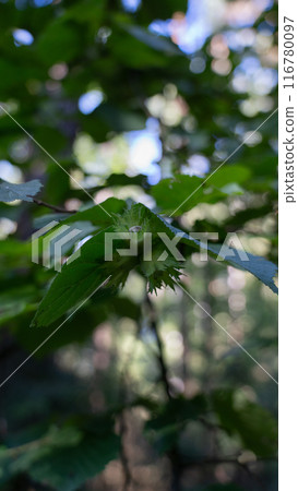 Young hazelnuts growing in the forest Young hazelnuts growing in the forest 116780097