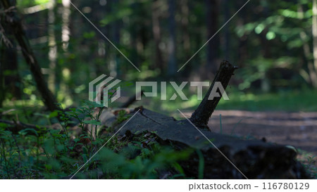 An old, rotten log lies along a forest path An old, rotten log lies along a forest path 116780129