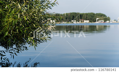A bay in the distance, a lake, a tree growing on the left 116780141
