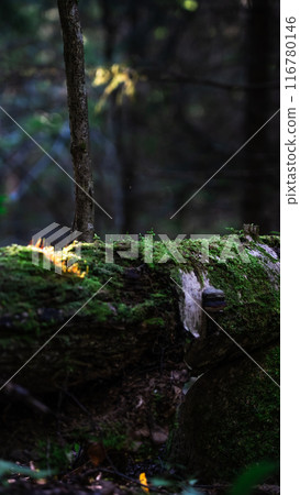 Morning sunlight falls on an old log covered with moss 116780146