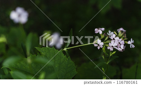 Basil-leaved Soapweed flowers growing in dense grass 116780161