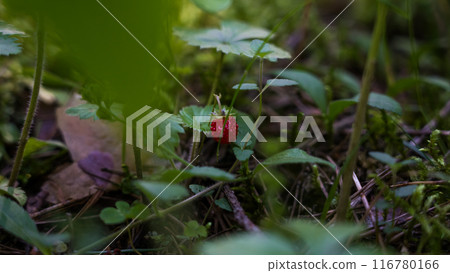 Wild wild strawberries growing in the forest, minimalism Wild wild strawberries growing in the forest, minimalism 116780166