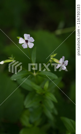 Basil-leaved soapweed growing in dense grass 116780183