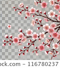 Beautiful cherry blossom vector illustration 116780237