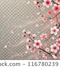 Vector illustration of cherry blossoms 116780239