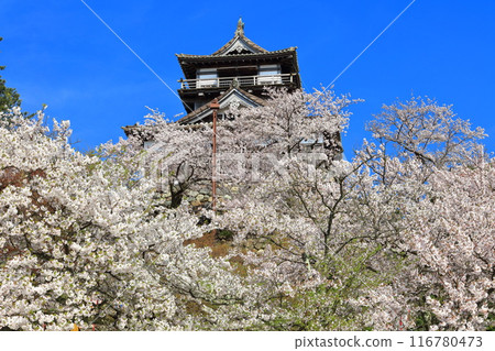 [Fukui Prefecture] Maruoka Castle on a clear day and cherry blossoms in full bloom (12 surviving castle towers) 116780473