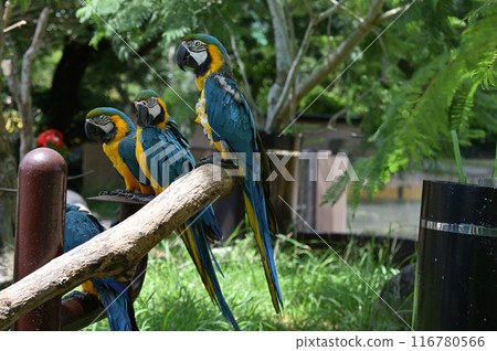 Macaws 116780566