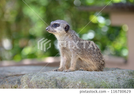 狐獴 狐獴 116780629