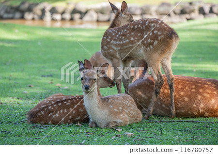 Deer in Nara Park Deer in Nara Park 116780757