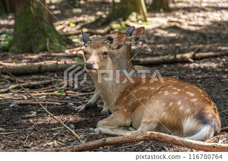 鹿在樹蔭下休息 鹿在樹蔭下休息 116780764