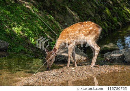 鹿從溪流喝水 鹿從溪流喝水 116780765