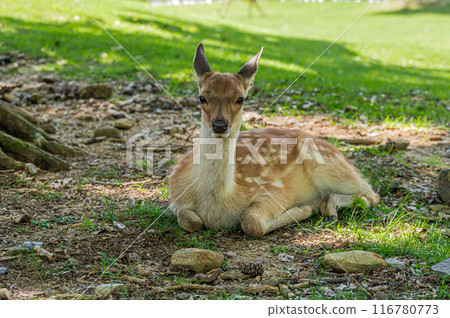 A fawn relaxing in the shade of a tree in Nara Park A fawn relaxing in the shade of a tree in Nara Park 116780773