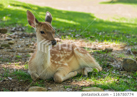 奈良公園的一隻小鹿在樹蔭下休息 116780774