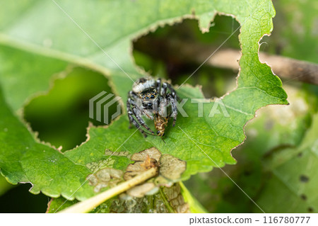 捕食昆蟲的跳蛛（貓鶲） 116780777