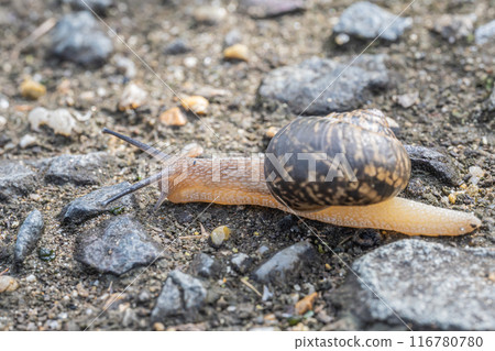 Snail (Usukawamai) 116780780