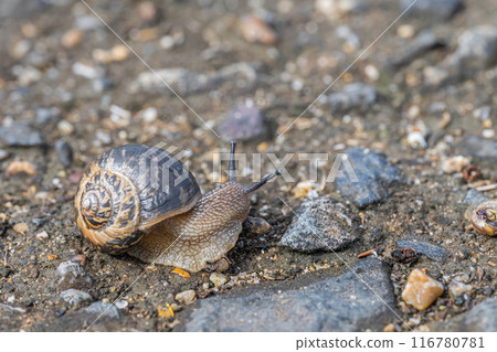 Snail (Usukawamai) Snail (Usukawamai) 116780781