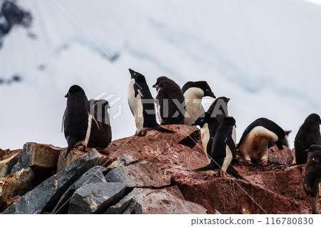 Impression of the Adelie Penguin Colony at the fish islands 116780830