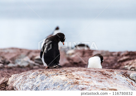 Gentoo Penguin colony on Cuverville island Gentoo Penguin colony on Cuverville island 116780832