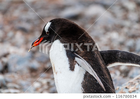 Gentoo Penguin colony on Cuverville island 116780834