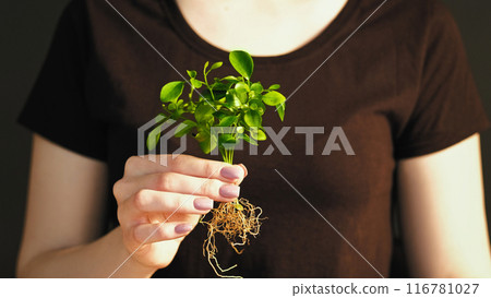 Sprout hand. Plant protection. Ecology care. Female fingers gently holding young green seedling with growing roots on dark free space background. 116781027