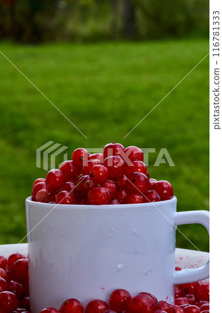 Red currant on green grass background in white cup 116781333