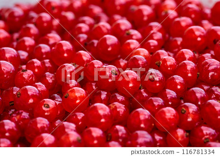 Red currant on green grass background in white cup 116781334