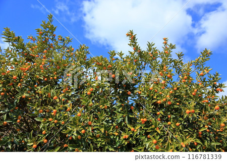 Kumquat Fruits: Bumper Harvest 116781339