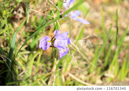 Kanzaki iris flowers in full bloom Kanzaki iris flowers in full bloom 116781340
