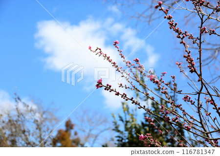 花桃花開始綻放 花桃花開始綻放 116781347