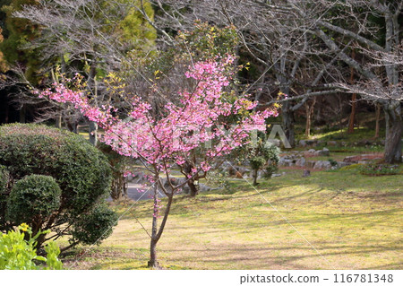 早開的櫻花 岡龜盛開 早開的櫻花 岡龜盛開 116781348
