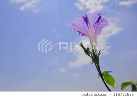 牽牛花在藍天的映襯下綻放 牽牛花在藍天的映襯下綻放 116781656