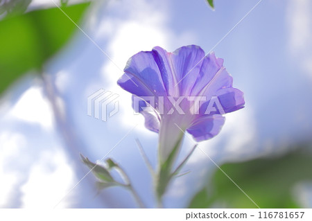 牽牛花在藍天的映襯下綻放 牽牛花在藍天的映襯下綻放 116781657