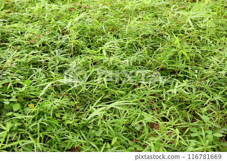 一個字段 116781669