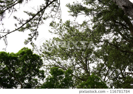 樹木樹木背景素材 樹木樹木背景素材 116781784