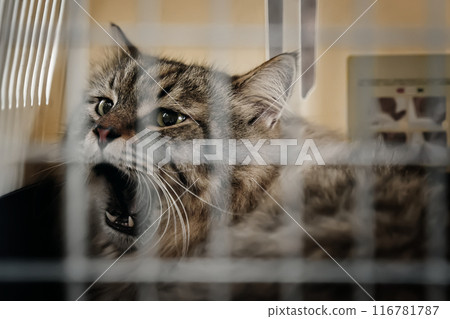 Brought to the vet's office in a carrier, the cat inside reacts by hissing at the people present. Brought to the vet's office in a carrier, the cat inside reacts by hissing at the people present. 116781787
