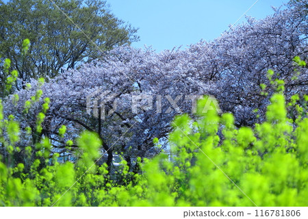 油菜花背後，櫻花盛開（前景油菜花失焦） 116781806