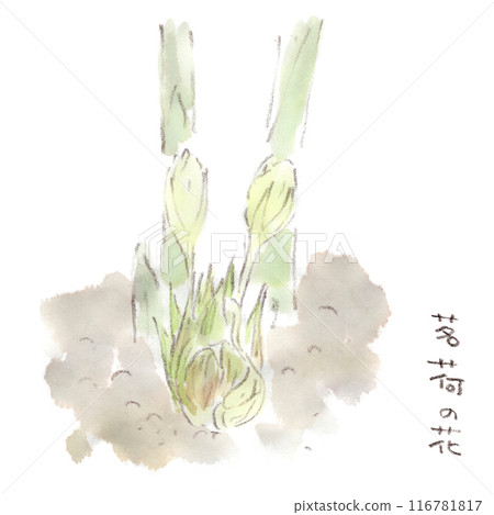 Agricultural illustration, summer plant, watercolor illustration of myoga (ginger) flower 116781817