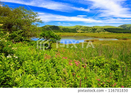 Yashimagaike Pond in early summer Yashimagaike Pond in early summer 116781830
