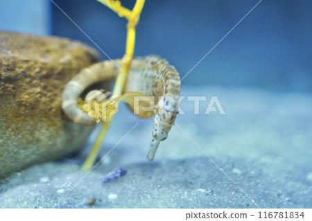 海馬在水族箱往下看 海馬在水族箱往下看 116781834