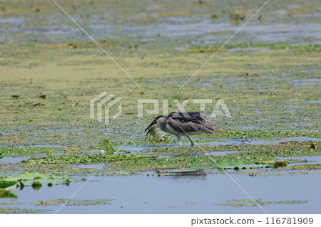 A night heron catching a crucian carp A night heron catching a crucian carp 116781909