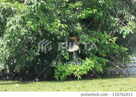 紅頭蒼鷺在樹蔭下休息 116782031