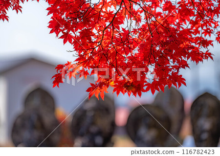 [紅葉素材]長圓寺的紅葉[長野縣] 116782423