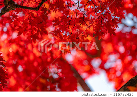 [Autumn leaves material] Autumn leaves of Choenji Temple [Nagano Prefecture] 116782425